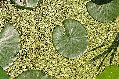 《机动战士高达：激战任务 代号妖精》第一卷今日上线 售价128元