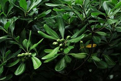 《闪电十一人：英雄们的胜利之路》试玩版下载量突破50万