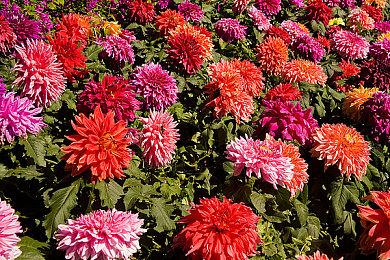 《暗黑5》还很遥远！暴雪对《暗黑破坏神4》有十年大计